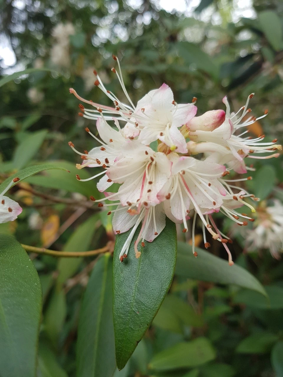 R. hanceanum